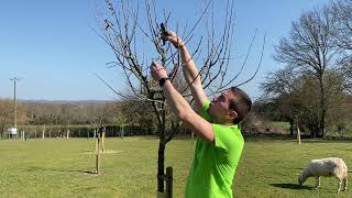 Tailler les arbres fruitiers conseils de base pour les débutants [upl. by Mccord]