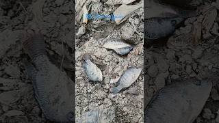 4 Tilapia fish release shorts fishing youtubeshorts [upl. by Atalya563]