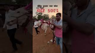 चंदर 5001 💥👑 bailgada bailgadasharyat nadekachbailgadasharyat viralvideo shorts cow like [upl. by Lapides500]