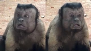 Video of monkey with ‘human face’ in Chinese zoo gets over 8m views [upl. by Nadaha412]