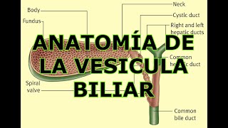 ANATOMÍA DE LA VESICULA BILIAR [upl. by Neeroc583]