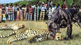 10 Moments When Hungry Leopards Break Into Peoples Houses to Hunt Dogs  Animals Fights [upl. by Nomor]