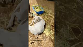 ஆழ்ந்த உறக்கம் muttukida sheepfight sheepworld shortsfeed [upl. by Fraze]