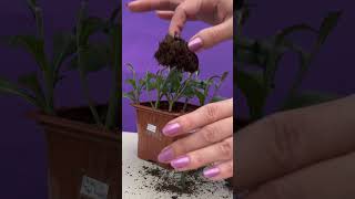 Bolchrysant stekken gardening garden cuttingskills [upl. by Edahsalof]