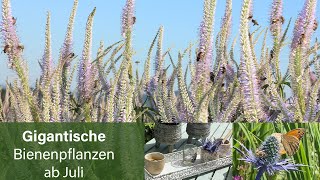 Gigantische Bienenpflanzen ab Juli [upl. by Lednem994]