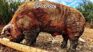 Uriasul vier Duroc🐗 Huge amp old Duroc boar🐽 [upl. by Adle]