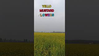 YELLOW MUSTARD FLOWERS ARISED uttrakhandculture [upl. by Garey]