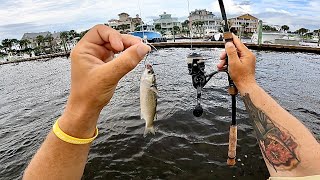 Fishing LIVE MULLET For JUMBOS Tournament Day 2 [upl. by Eiffub297]