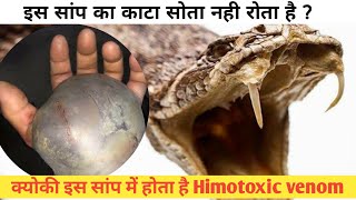 life of rattlesnake।।Facts About rattlesnake।।Rattlesnake sound।।rattlesnake with Double Fangs।Hindi [upl. by Yaeger]