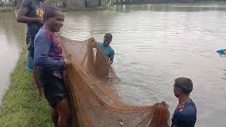 Village Amazing catching Fish  গ্রামের মানুষ কিভাবে মাছ ধরে  Village mens Fishing [upl. by Tuinenga476]