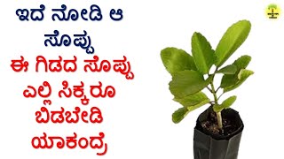 ಕಾಡು ಬಸಳೆ ಸೊಪ್ಪಿನ ಉಪಯೋಗಗಳು  Kadu Basale Soppu uses in Kannada [upl. by Dlopoel]