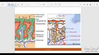 Embryology  Third Week of Development B [upl. by Anneyehc]