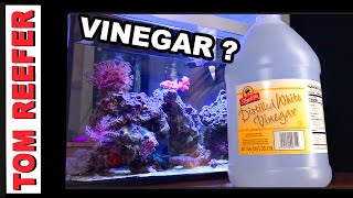 Struggling With Low Nitrates amp Phosphates in Your Reef Tank Brightwell NeoNitro amp NeoPhos Is Here [upl. by Danziger]