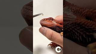 Bearded Dragon Nostril 👃🏻 SHED REMOVALstayrad beardeddragon craft craftsman craftideas [upl. by Ettezus]