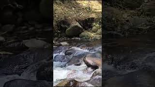 Peaceful Forest River peace waterflowsound natureaudio waterstreamsounds naturesounds [upl. by Hanfurd344]