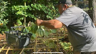 Harvesting My Cushaw Squash amp Prepping For Fall Gardening [upl. by Jovia773]