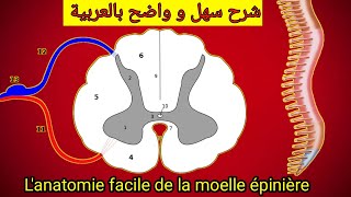 Système nerveux Moelle épinière partie 2 [upl. by Elaina]