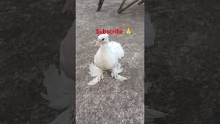 Baby fantail pigeon Kiya Naam rakhna chahiye birds pigeon viralvideo ytshorts [upl. by Allissa]