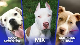 The Dogo Argentino Pitbull Mix Comprehensive Guide [upl. by Nyrac]