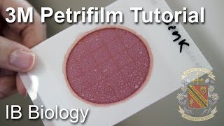 How to Use a Petrifilm Count Plate  Biology Lab Techniques [upl. by Harp]