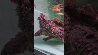 tortue alligator Macrochelys [upl. by Carmencita]