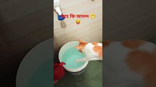 Oggy পানি পানি dance 😬catshorts trendingshorts viralvideo oggy [upl. by Vasiliu231]