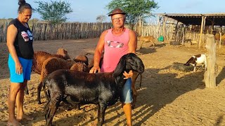 MAROQUINHA FOI NO SÍTIO APRESENTAR OS BERGANÊS PRA VENDER DEU IM SHOW NO SÍTIO DINHA UNIVERSO [upl. by Arehsat335]