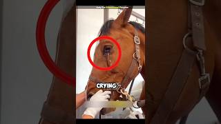 Innocent Horse is Crying 👀🥺 horse animals pets [upl. by Felipe]