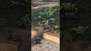 KOMODO MENYELAM BAGAIKAN IKAN😱komodoreptilescarnivorewildlifewildanimalzooanimalsshortvideo [upl. by Eimia]