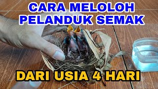 CARA MELOLOH PELANDUK SEMAK  MELOLOH BURUNG COHONG  MELOLOH BURUNG CINGCOHO [upl. by Eiruam810]