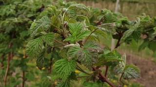 Biostymulacja malin zabiegi niwelujące stres w uprawie malin letnich nawożenie plantacji maliny [upl. by Dickerson]