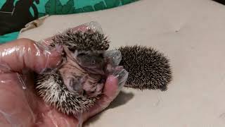 2023 „Pigmejski jeż afrykański” Atelerix sp – młode African Pygmy Hedgehog  pups [upl. by Thay588]