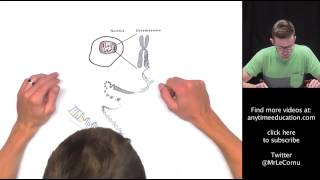 GENETICS 101 Part 1 Chromosomes DNA and Genes CXC Biology Tutor [upl. by Eanej]