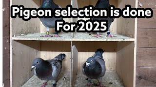 I Mastered Pigeon Selection for 2025 and You Can Too [upl. by Atalayah]