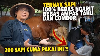 Praktis  Rahasia Sukses Ternak Ratusan Ekor Sapi Tanpa Ngarit Tanpa Ampas Tahu Tanpa Comboran [upl. by Thrasher521]