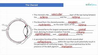 Optician Training The Choroid Ocular Anatomy Lecture 9 [upl. by Plumbo]