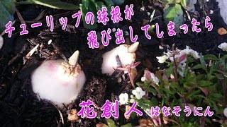 チューリップの球根が飛び出てしまったら【チューリップの球根の植え直し】花創人はなそうにん岐阜愛知寄せ植えハンギングバスケット教室 [upl. by Nwahs]