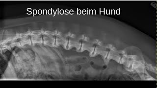 Spondylose beim Hund erkennen und behandeln [upl. by Haret]