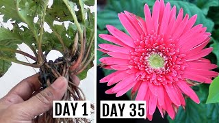 Simplest Way to GrowPropagate Gerbera from Cuttings [upl. by Theis736]