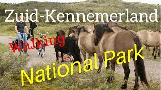 Walking the Dutch ZuidKennemerland National Park with not so wild horses 4K [upl. by Gena]