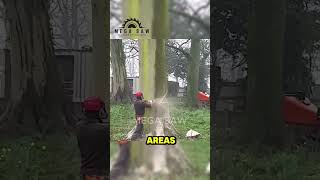 The Importance of Controlled Tree Felling [upl. by Harned]