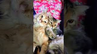 cat love viralvideo shorts [upl. by Notnil272]