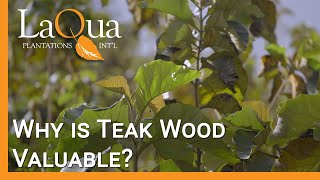 Why is Teak Wood Valuable  LaQua Plantations [upl. by Sethrida]