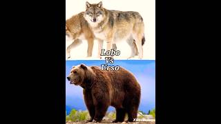 Lobo vs urso quem venceloboursolikeshorts [upl. by Katee]