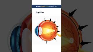 El asombroso mundo del ojo humano Cómo funciona nuestra visión [upl. by Calvo]