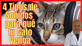 📣 4 TIPOS DE SONIDOS DE GATOS MAULLANDO 📣 PARA QUE TU GATO VENGA 📣 SONIDOS PARA ATRAER GATOS RÁPIDO [upl. by Eiryt353]