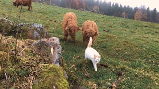 Scottish Highland Cattle In Finland Cat is interesting and scary [upl. by Wimsatt193]