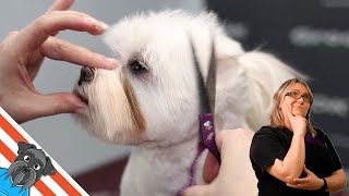 Maltese Dog  How to groom a Maltese [upl. by Sregor]