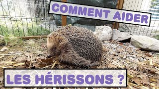 31 COMMENT AIDER LES HERISSONS  🦔🦔 [upl. by Ahsitam]