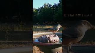 Says Phoebe gives great views at birdbath birding birds nature trailcam [upl. by Nosittam421]